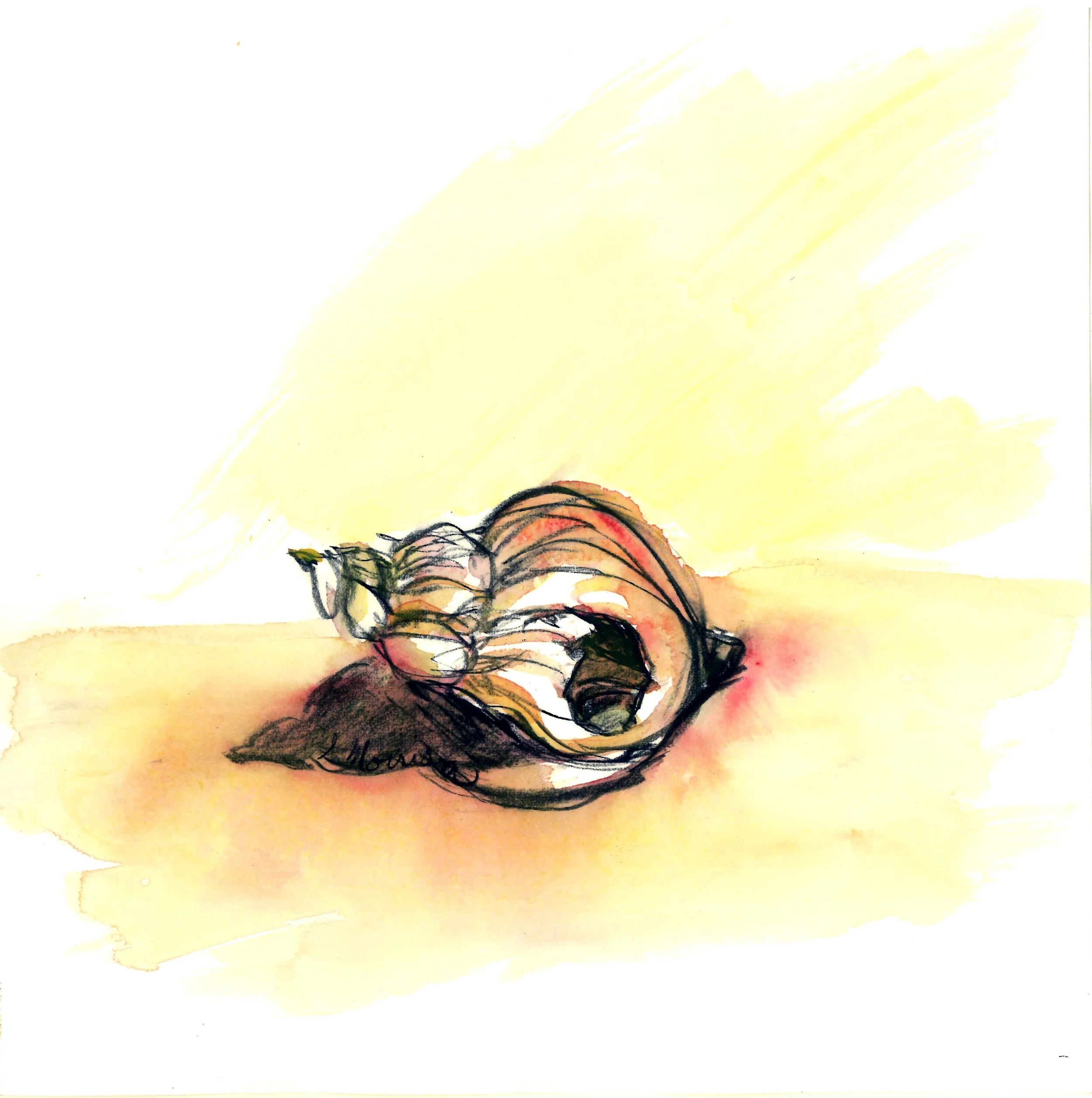 Common Whelk
