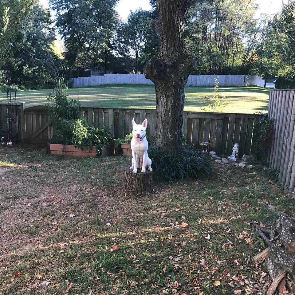 When we first got Spirit I wasn't sure how we were going to handle our 1 year old headstrong Pitsky. I searched online and after reading positive reviews from other customers we gave Unity K9 a call. Spirit was a different dog after the first lesson! We completed 4 lessons and I'm so pleased with the changes in Spirit's behavior. Our trainer was Nick and he's just wonderful with Spirit and very patient. He made sure we understood every aspect of the training and that we were comfortable proceeding with the training on our own. I highly recommend Unity K9 you won't be disappointed. - Michelle