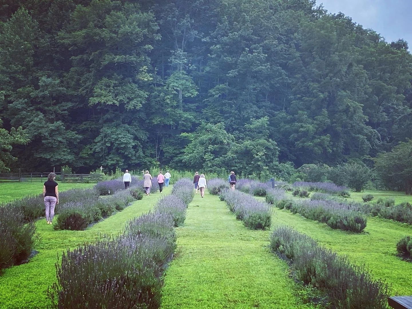 Lavender Field Yoga