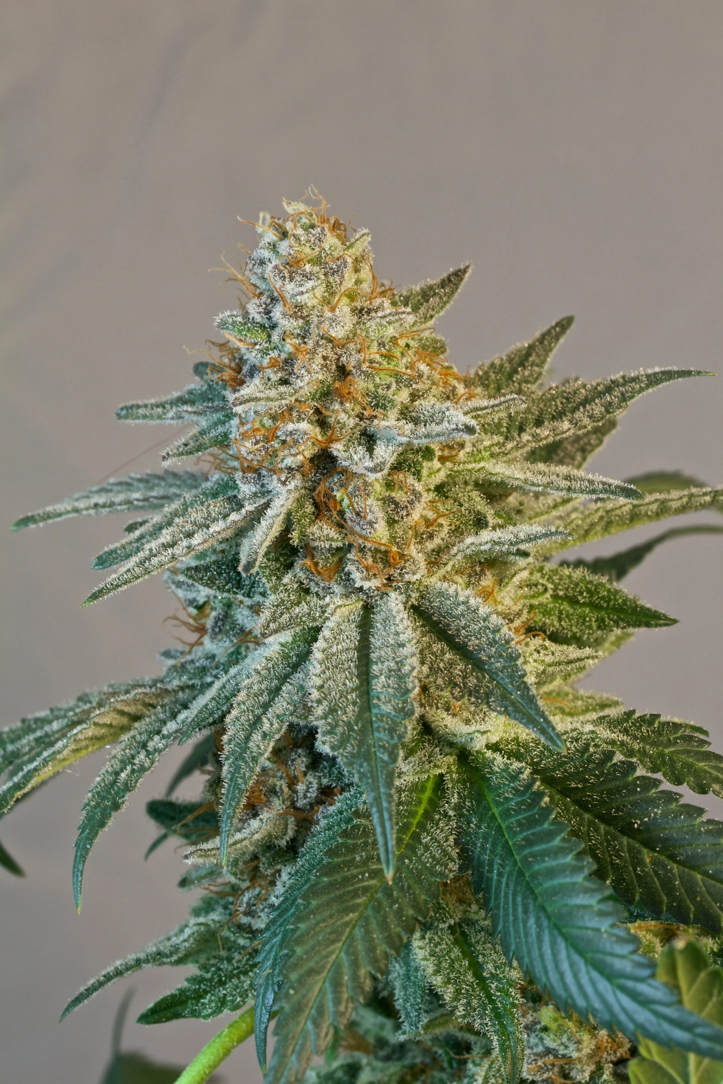bluewidow.jpg