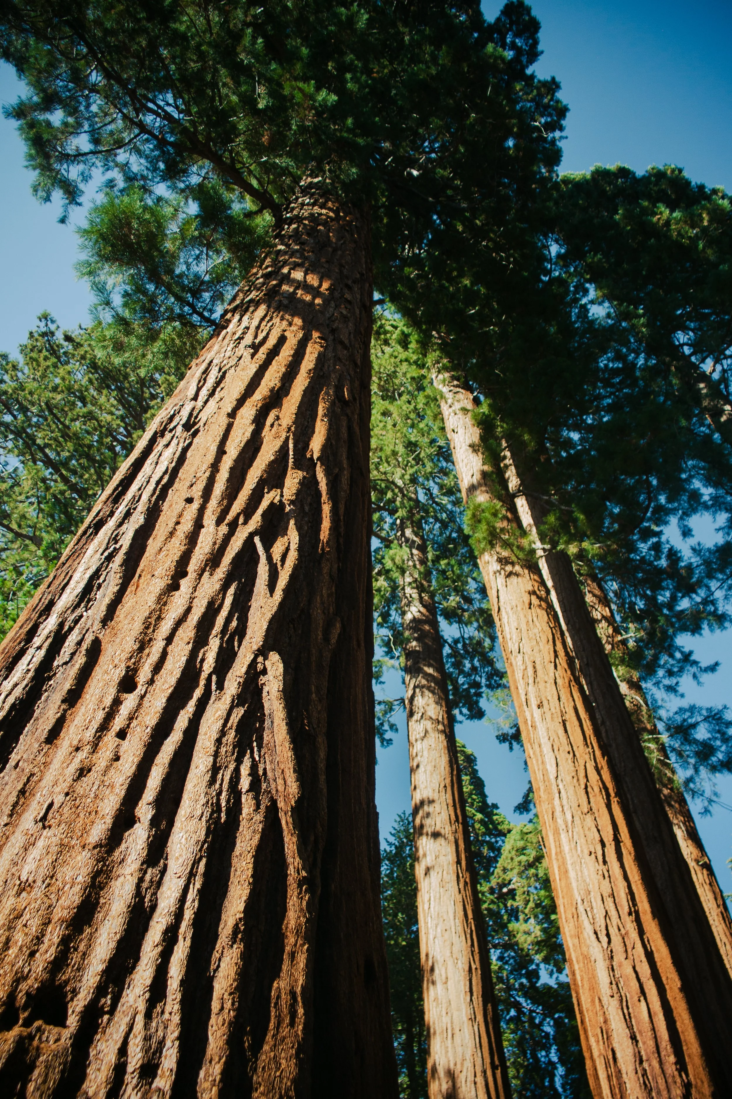 Yosemite_2022-1.jpg