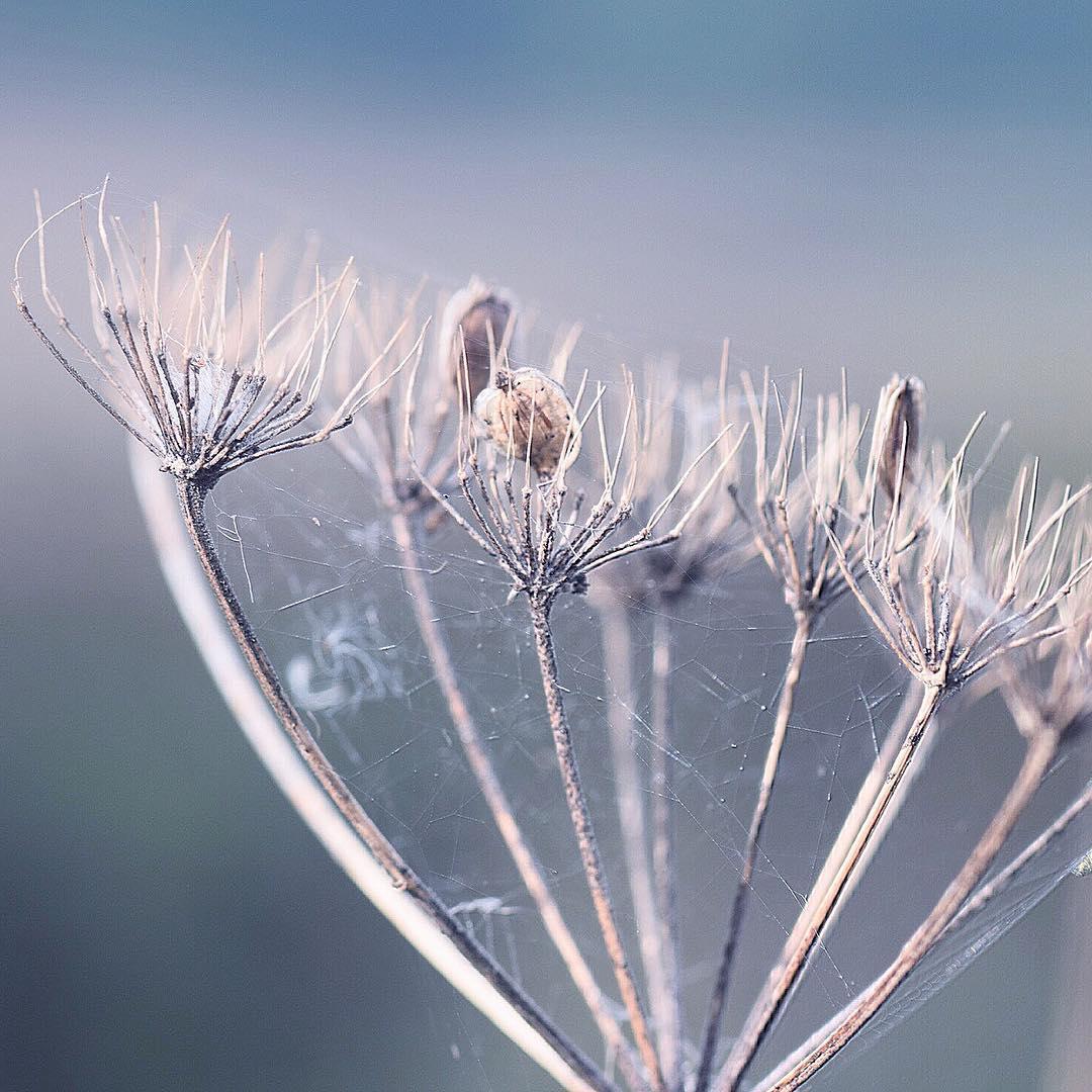 Image by @pinkrumba Instagram.