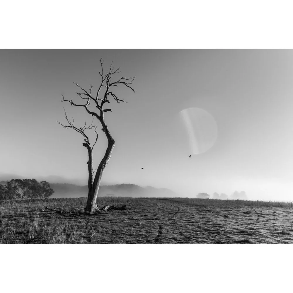 Dew Drop.JPG