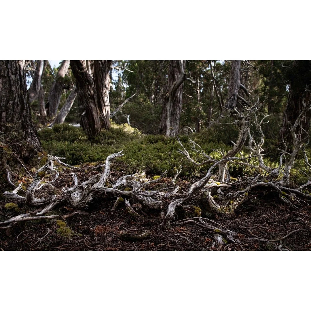 Tree Skeleton.jpg