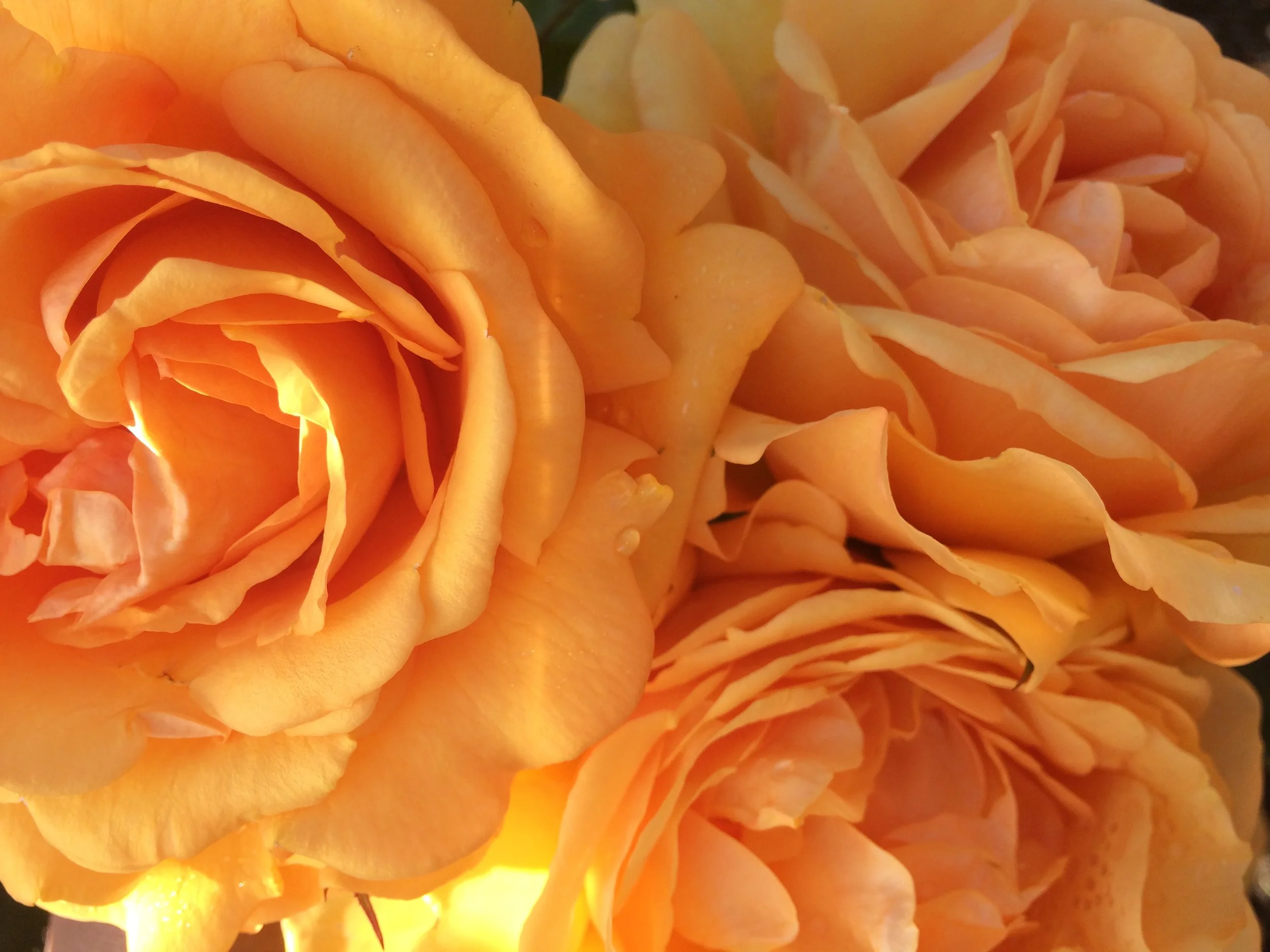 flower5.JPG