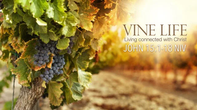 Vine Life, July 12