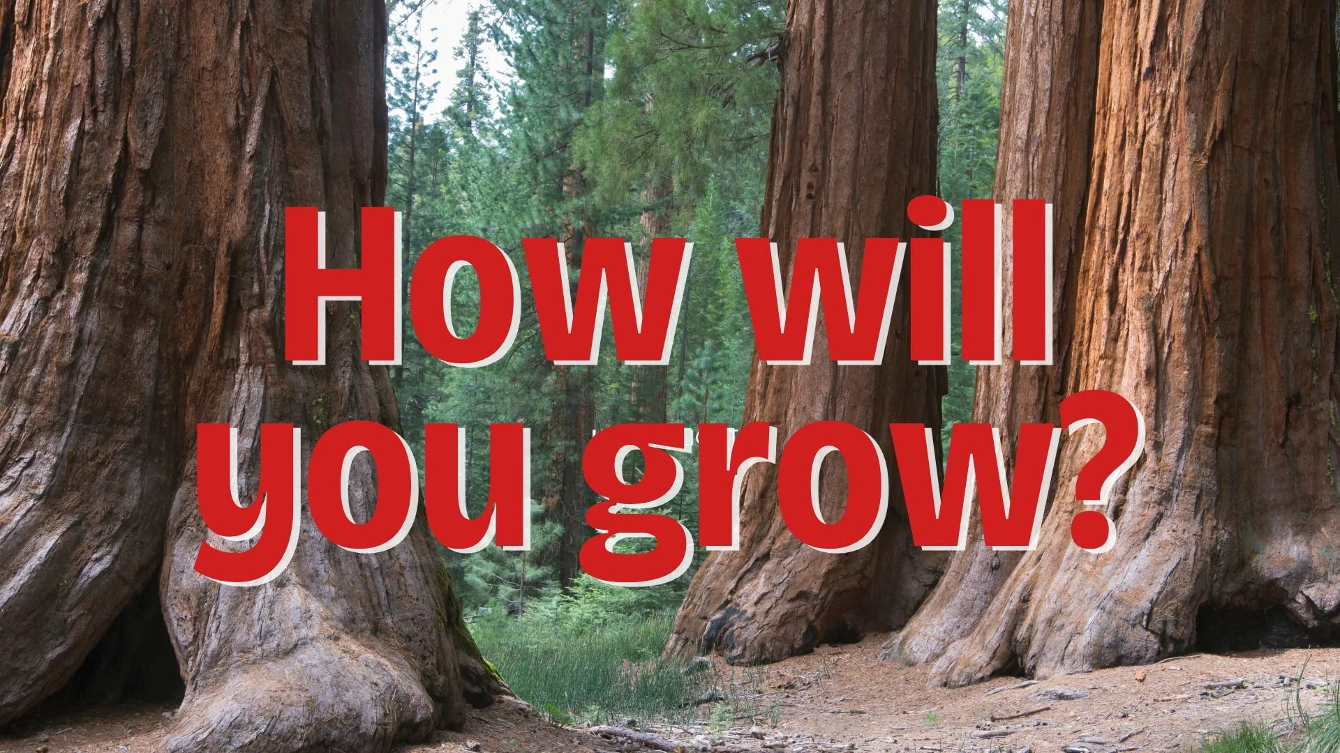 How will you grow? January 4, 2026