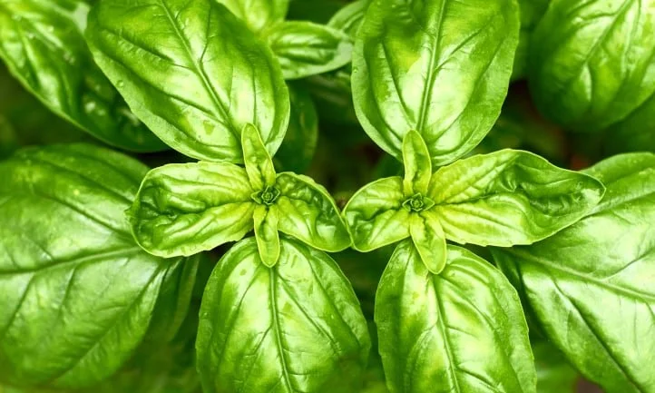 Zen Basil Seeds — Zen Basil | Organic Basil Seeds | High Fiber Superfoods