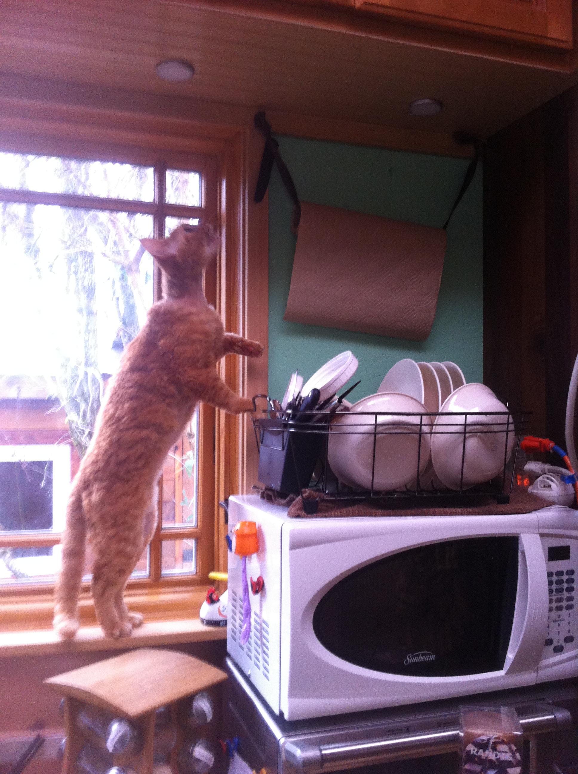 Raffi-Micro-Dish-Rack.jpg