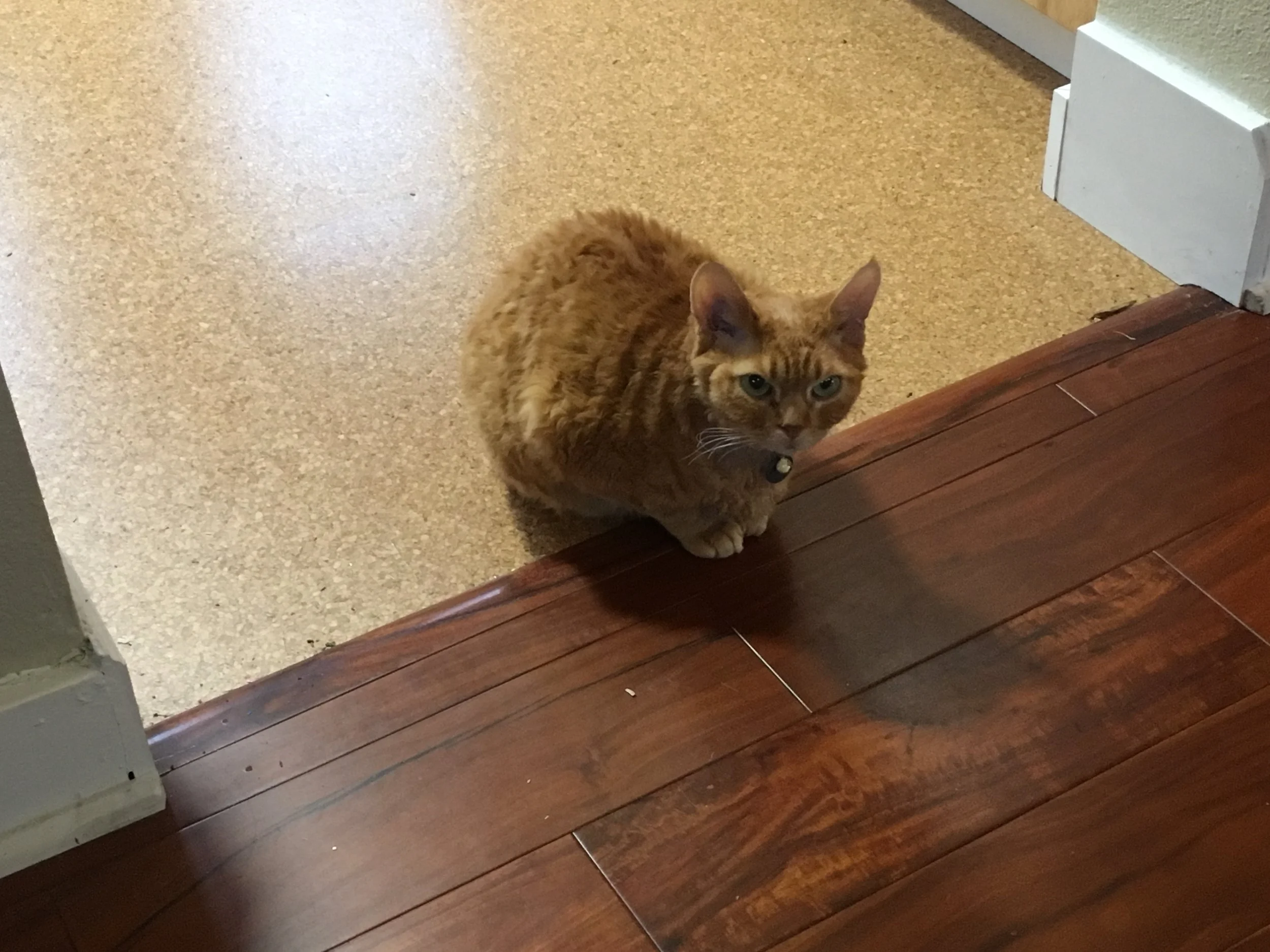 Our. House. Is. Too. Big.