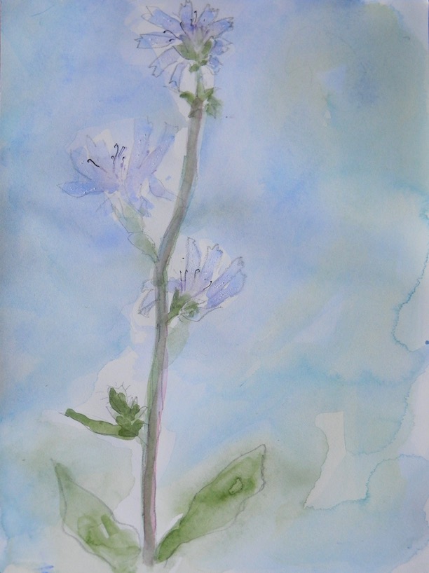 chicory1-6/19 9x12 $150
