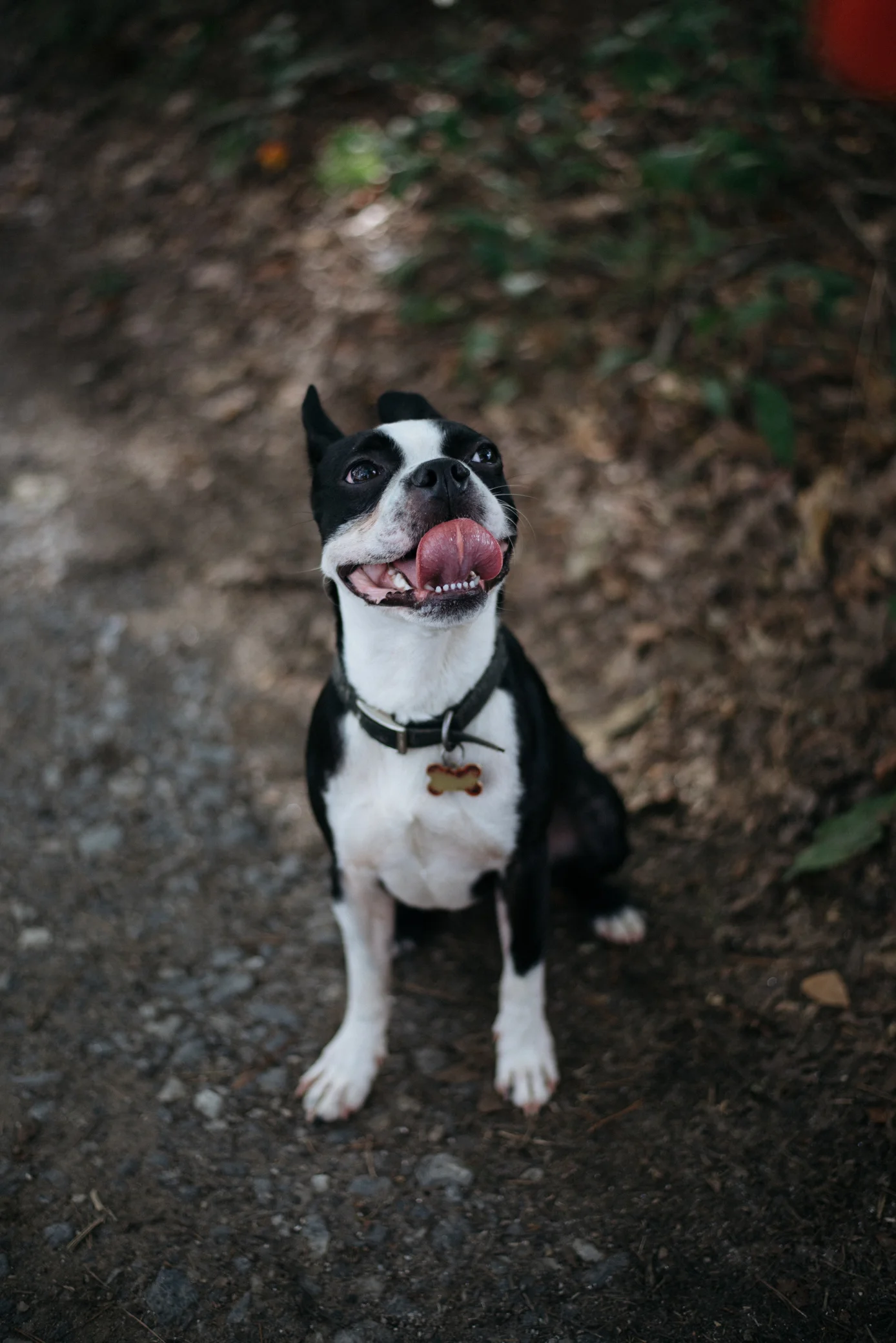 our cute dog