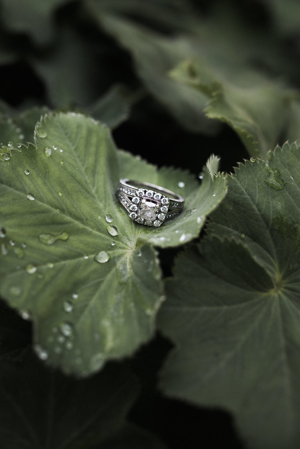 wedding ring in plant