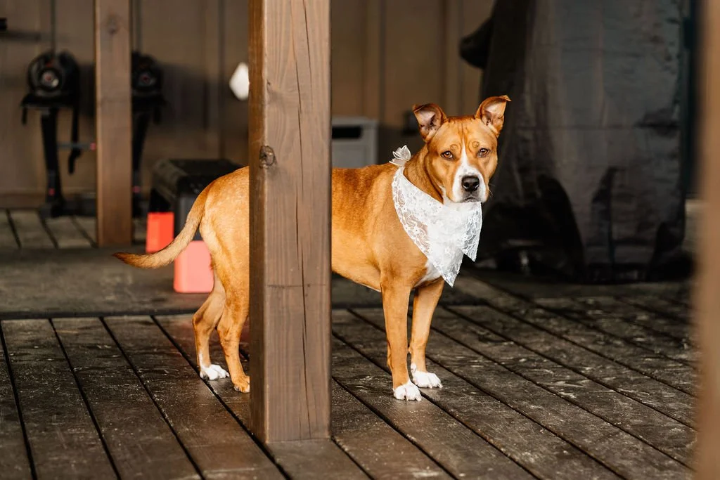 Brown boxer dog wearing a white lace bandana standing on the cabin deck during Erin and William's Blue Ridge Georgia elopement, looking directly at the camera