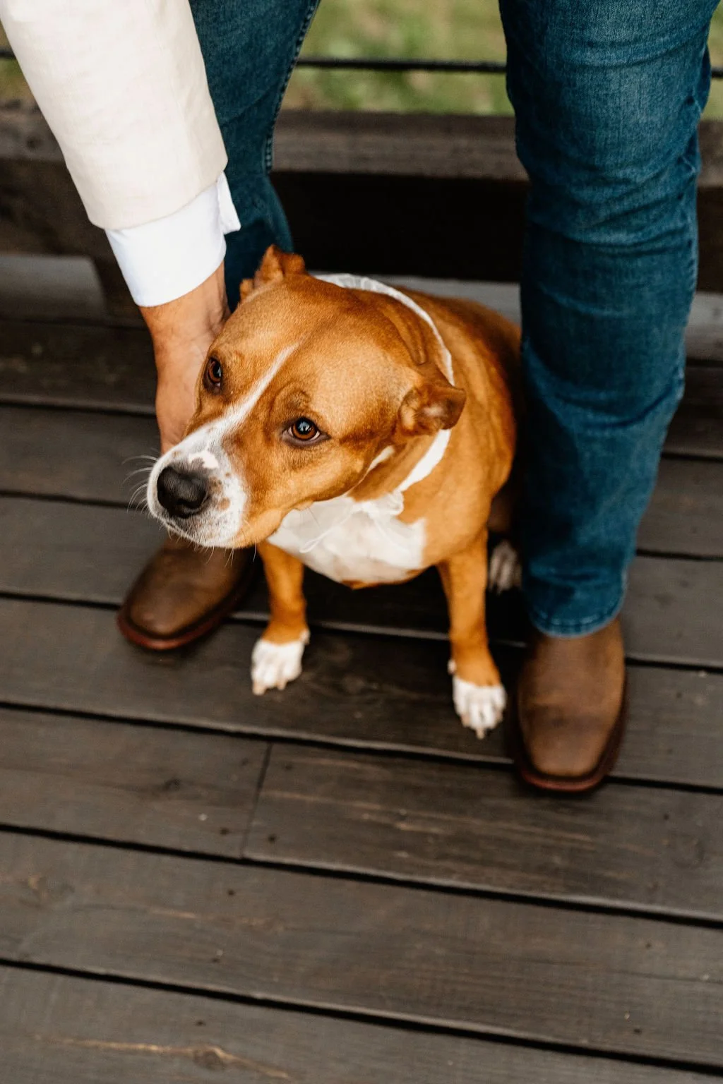 William's hand reaching down to pet their brown boxer dog sitting between his feet on the cabin deck during their Blue Ridge Georgia elopement