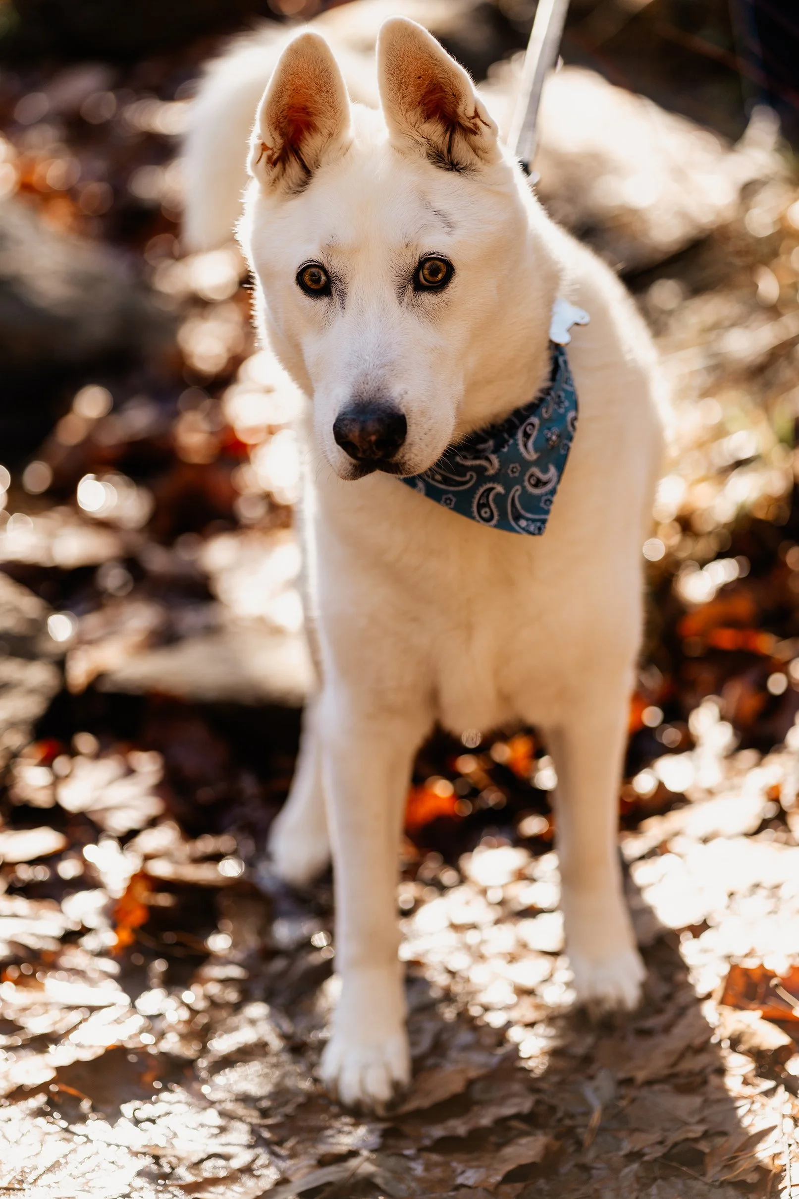 Greg and Monica including their dog in their Blue Ridge Appalachian elopement celebration
