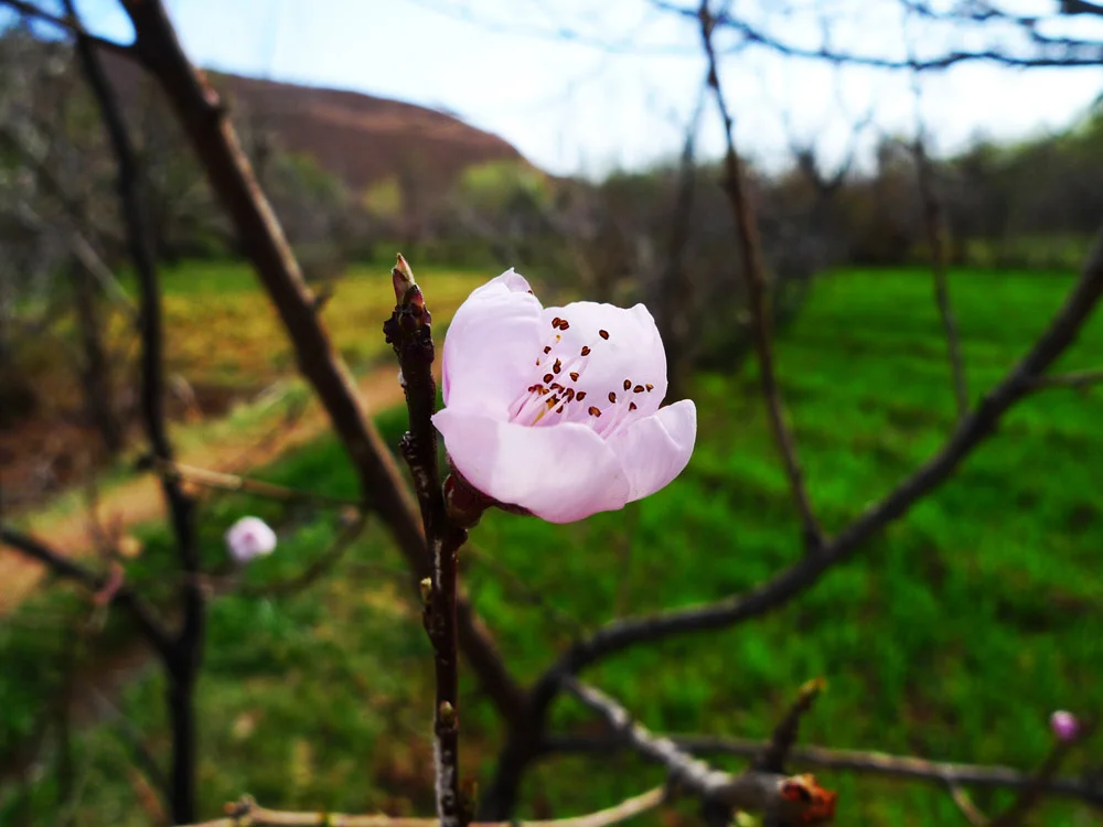Early Spring Gifts, Atlas Mountains, Morocco, 2011