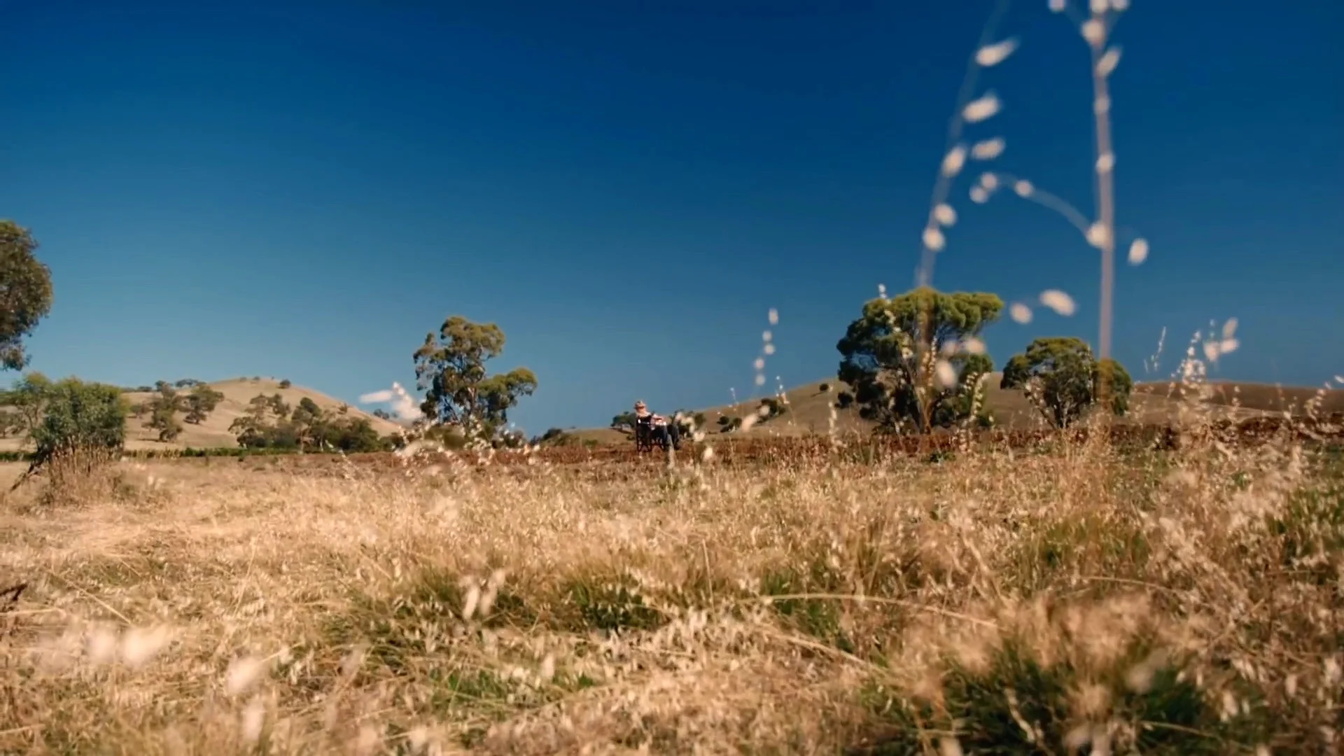 Plonk+field.jpg