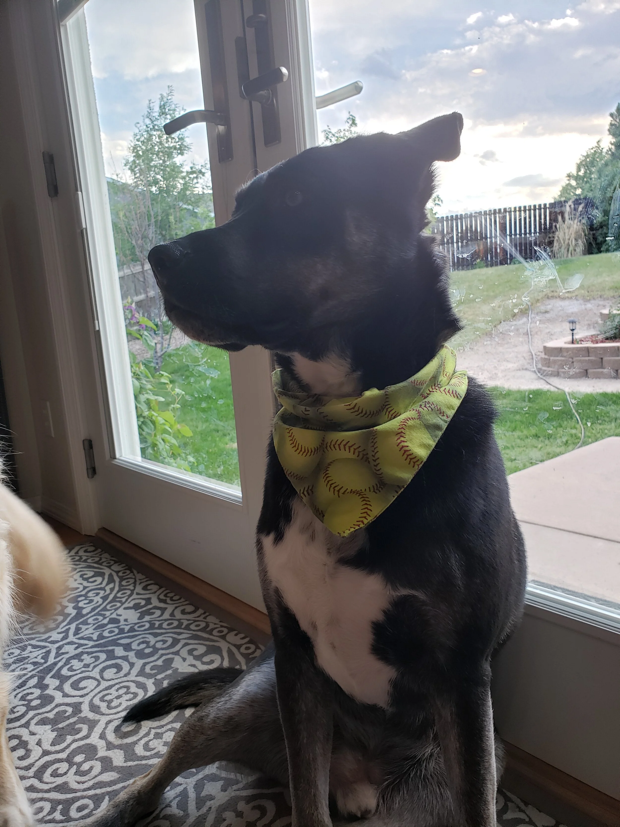 slip over collar dog bandanas