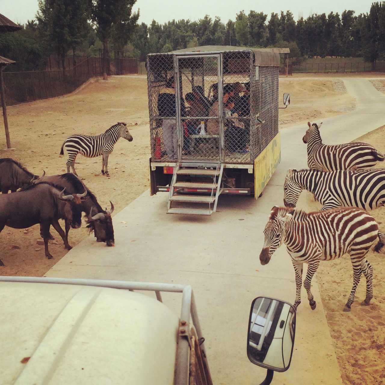 Zoo visitors locked in a cage drive through the African wildlife enclosure. Beijing.