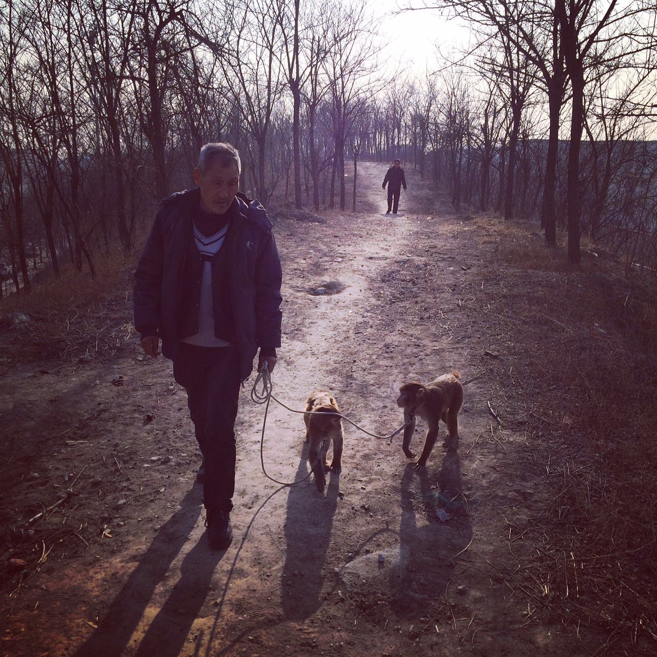 A monkey trainer walking his monkeys before a show. Henan Province.