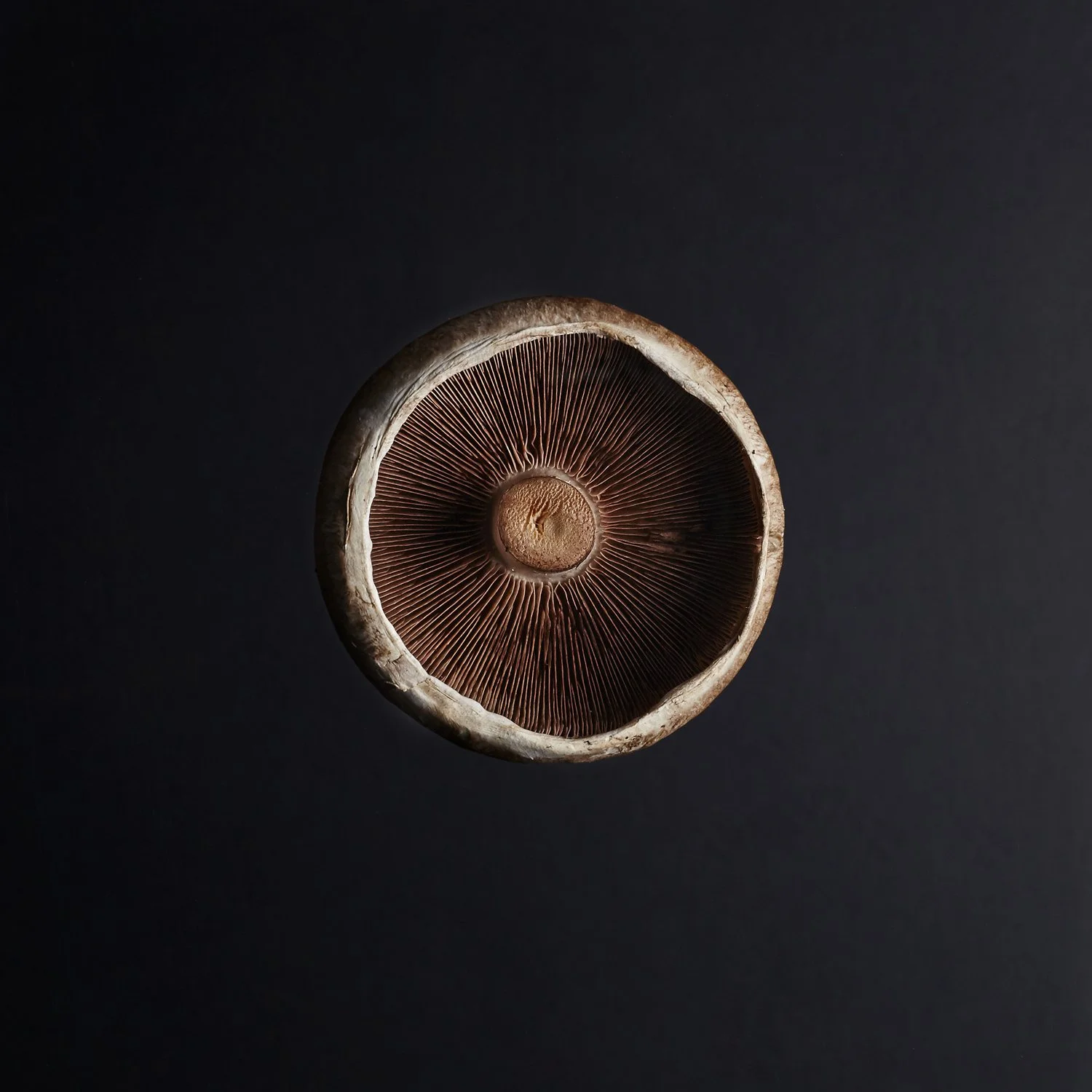 Mushroom©BiancaTurri.jpg