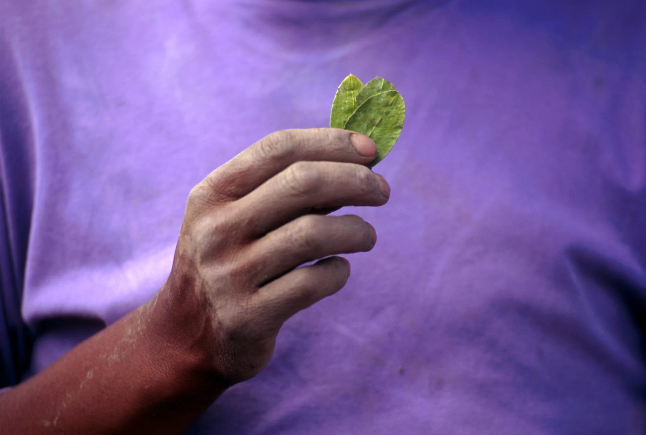 1.1.Web.Coca Leaves.jpg