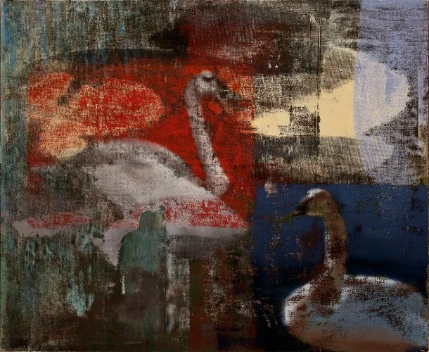 Swan