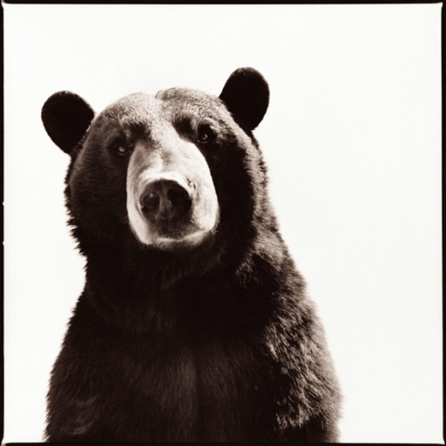 Black Bear-I