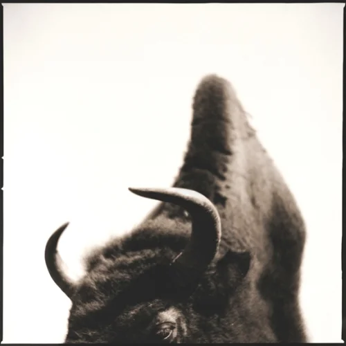 Bison-I