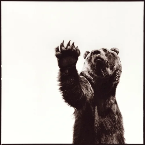 Grizzly-I