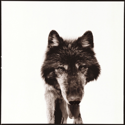 Wolf-III