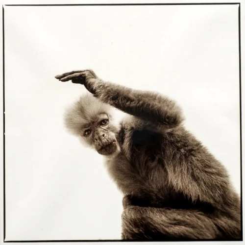 Monkey-III