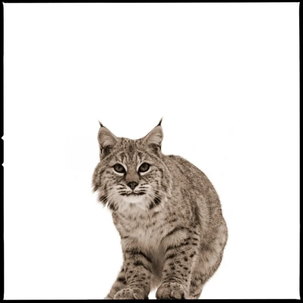Bobcat-II