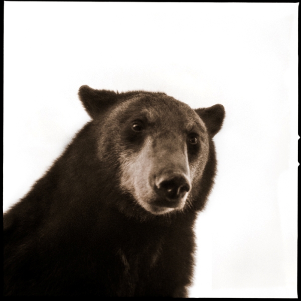 Black Bear-II