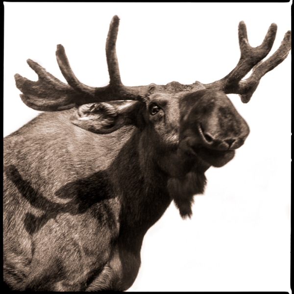 Moose-I