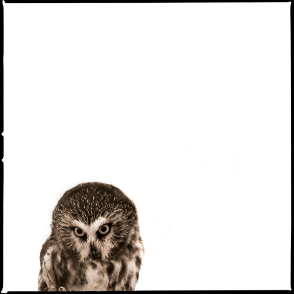 Owl-IV