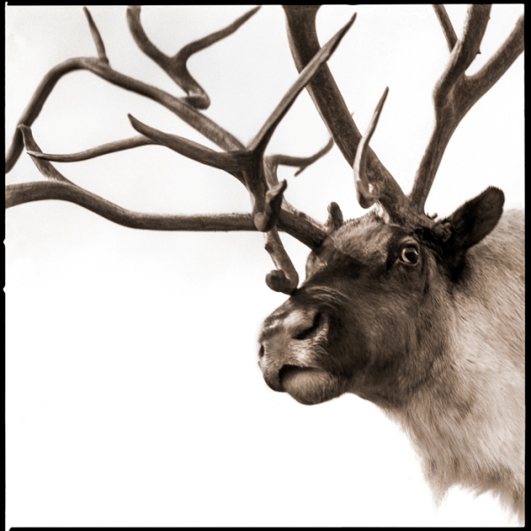 Reindeer-I