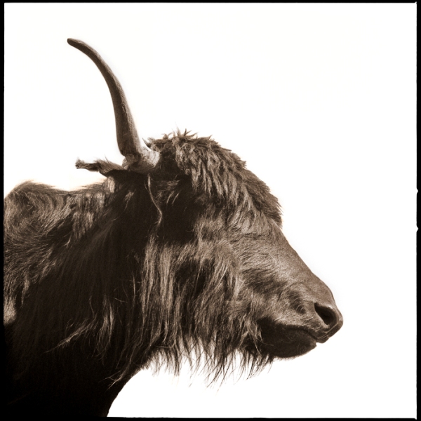 Yak-I