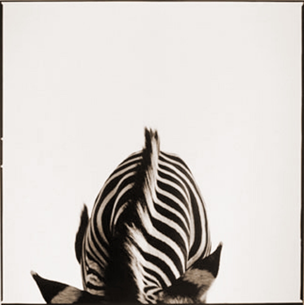 Zebra-II