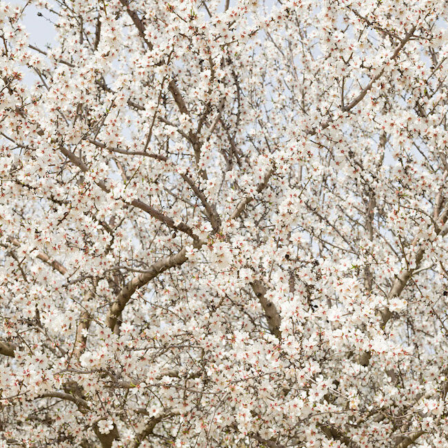 White Blossoms