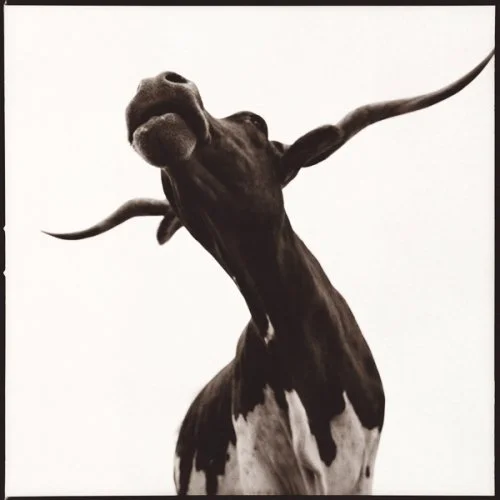 Longhorn-I