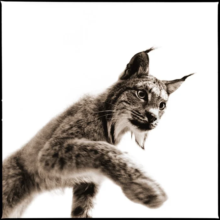 Lynx-I
