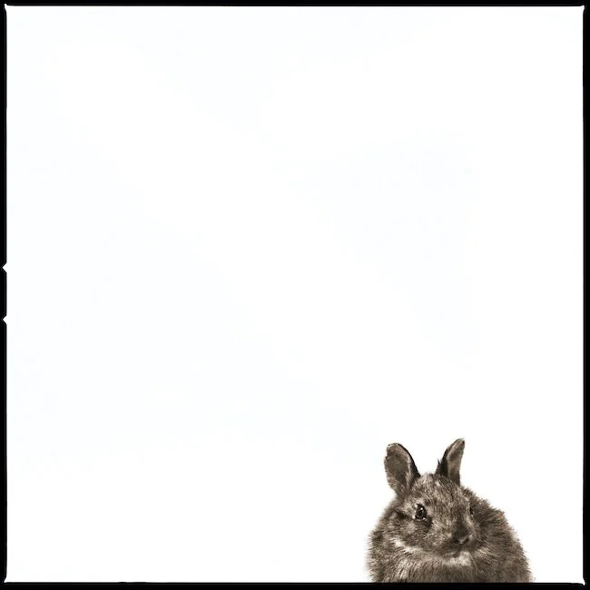 Cottontail-I