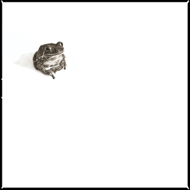 Barking Tree Frog-I