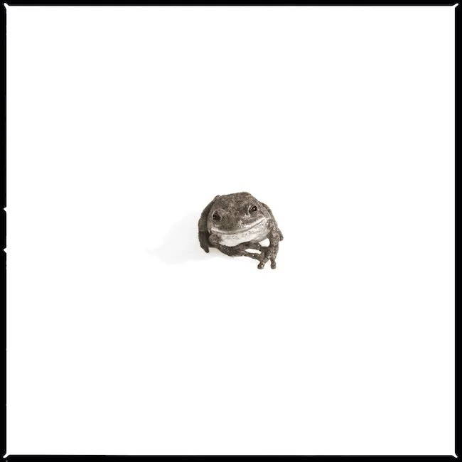 Barking Tree Frog-II