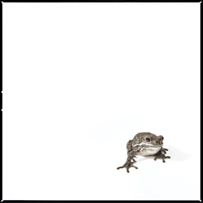 Barking Tree Frog-III