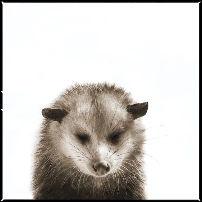 Oppossum II