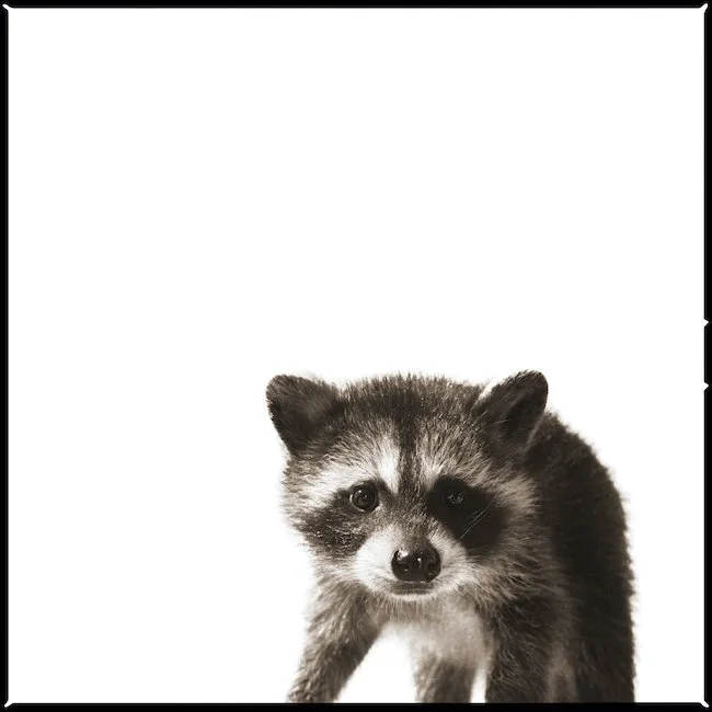 Raccoon II