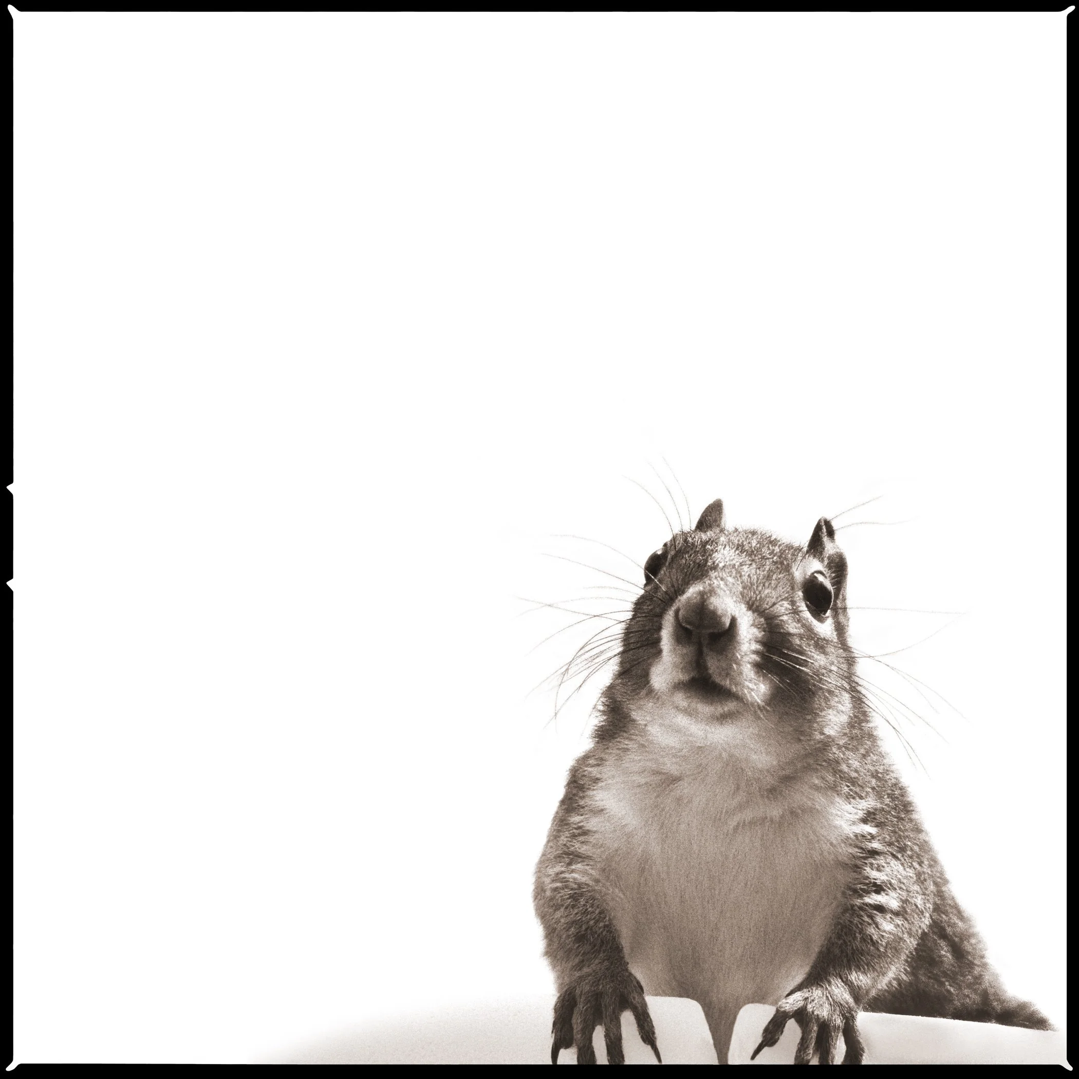 Squirrel I